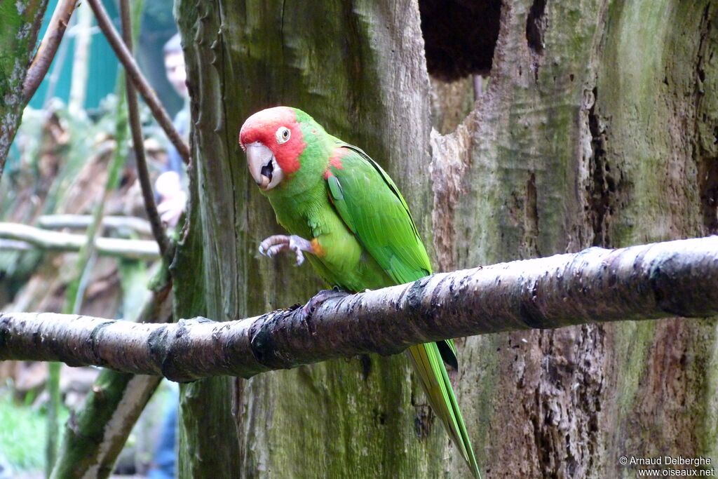 Red-masked Parakeet