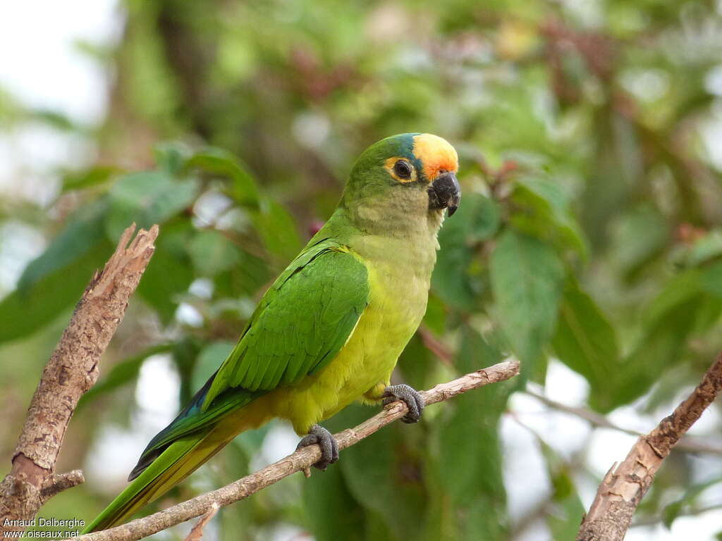 Peach-fronted Parakeet