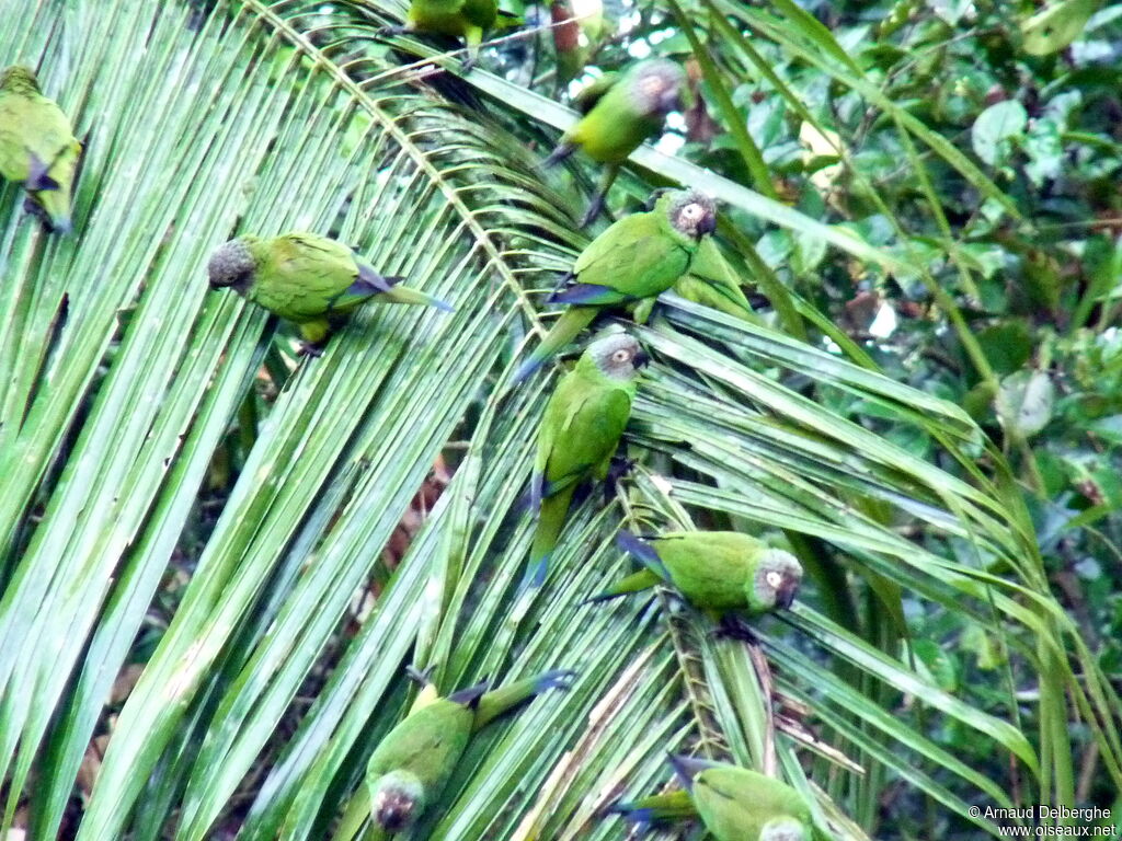 Dusky-headed Parakeet