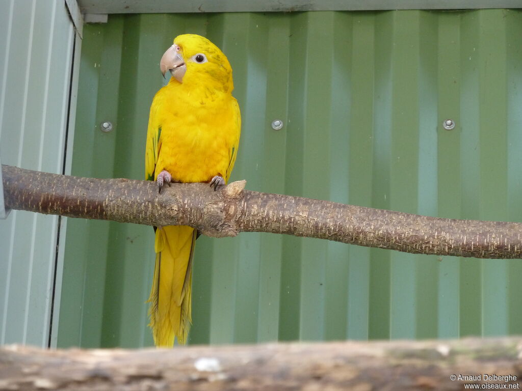 Conure dorée
