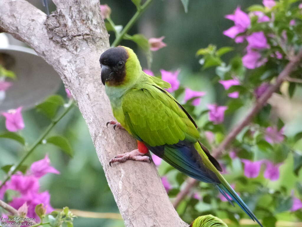Nanday Parakeetadult breeding, identification