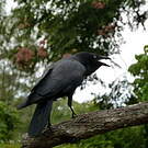 Corbeau d'Australie