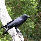 Corbeau d'Australie