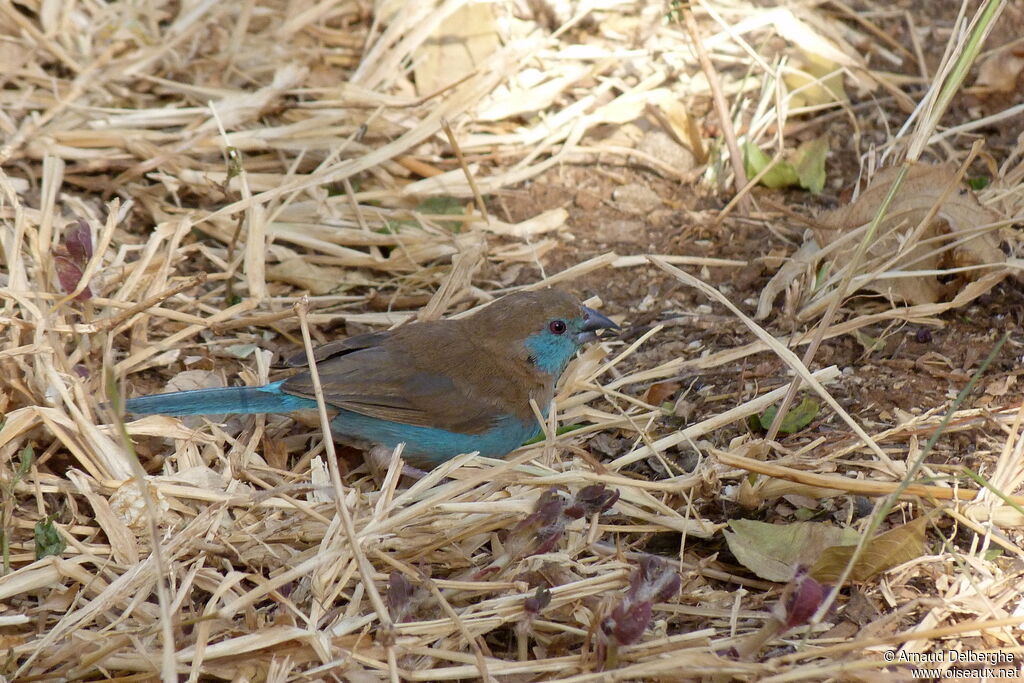 Red-cheeked Cordon-bleu female