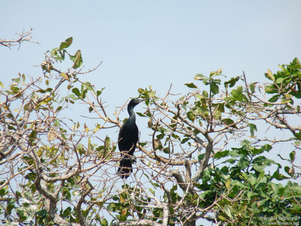 Cormoran à cou brun