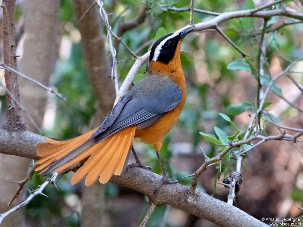 White-browed Robin-Chat