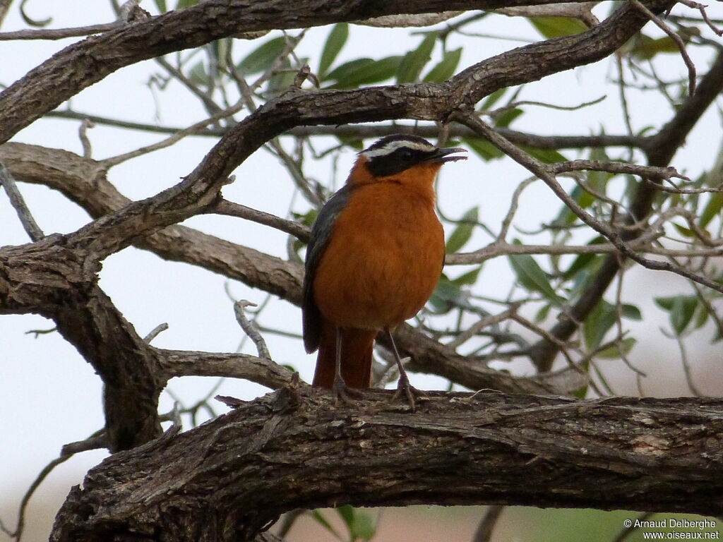 White-browed Robin-Chat