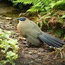 Coua géant
