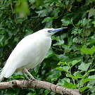 Crabier blanc