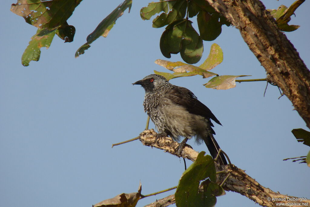 White-rumped Babbler