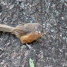 Cratérope rubigineux
