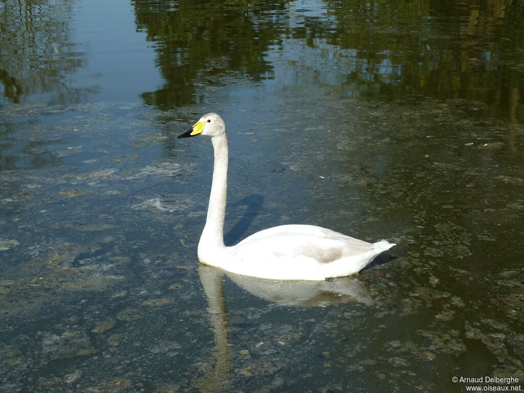 Cygne chanteur