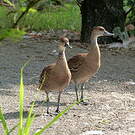 Dendrocygne des Antilles