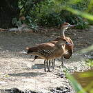 Dendrocygne des Antilles
