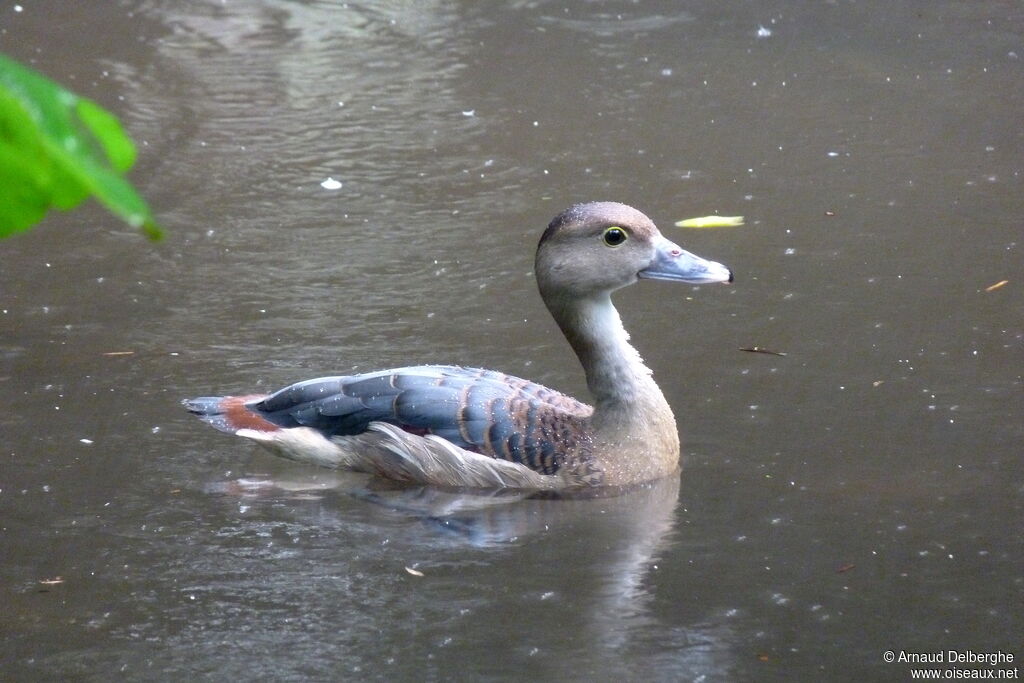 Dendrocygne siffleur