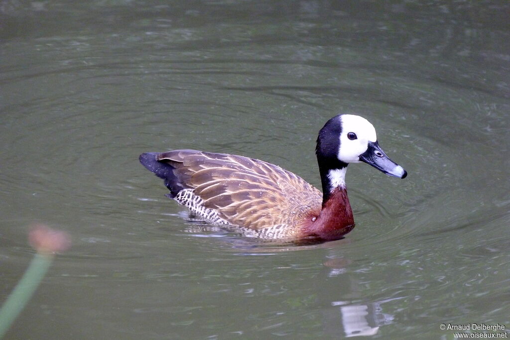 Dendrocygne veuf