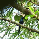 Drongo bronzé