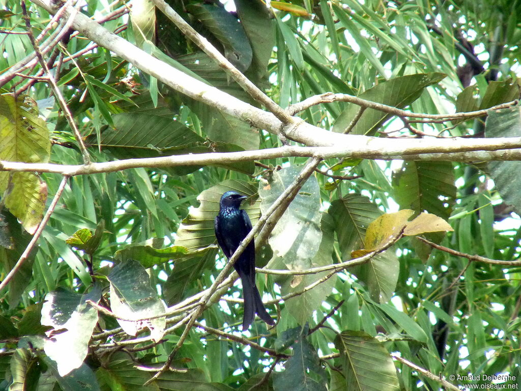 Bronzed Drongo