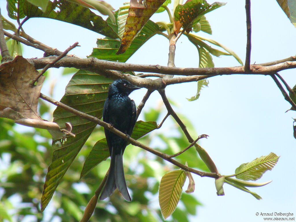 Bronzed Drongo