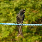 Drongo malgache