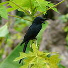 Drongo malgache