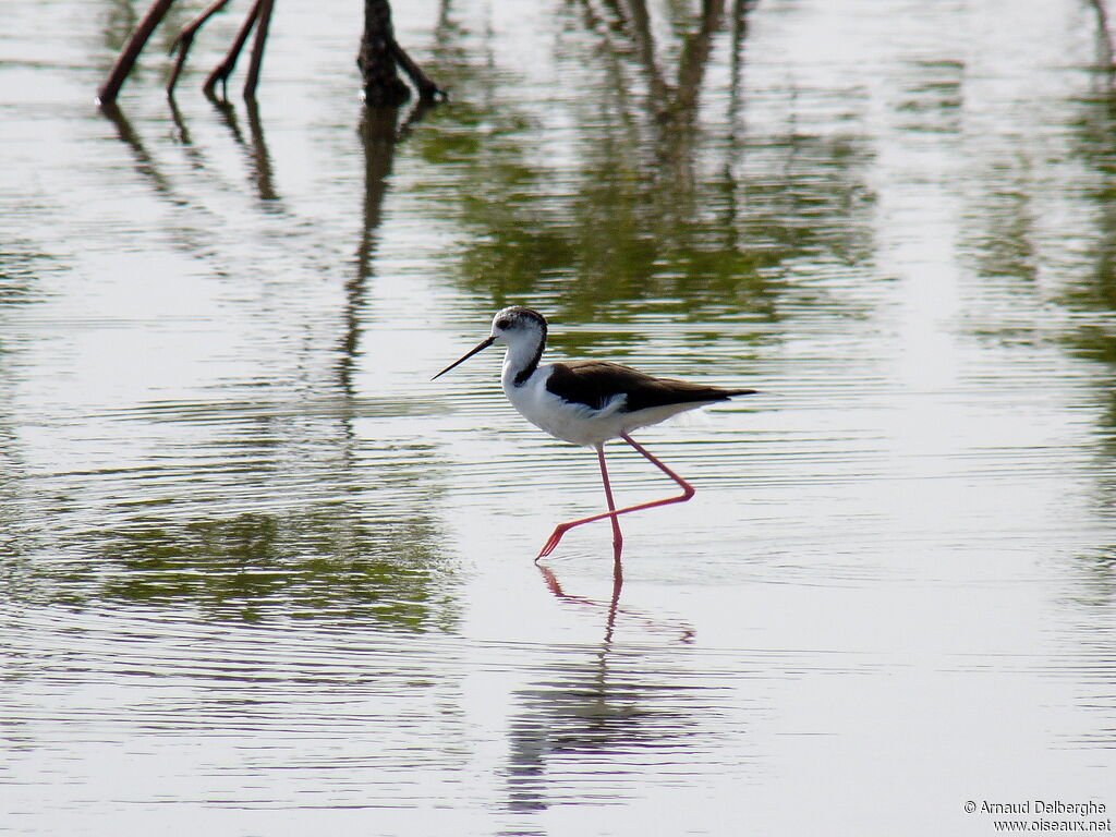 Black-winged Stilt