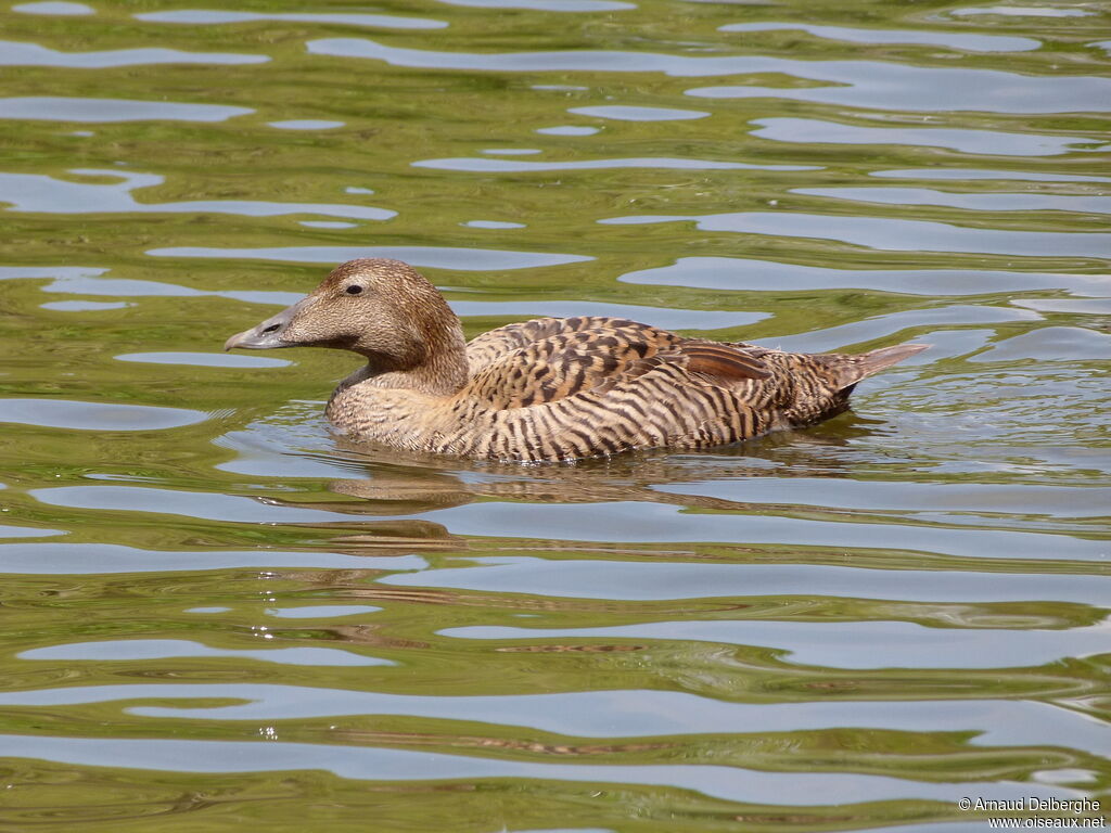 Common Eider