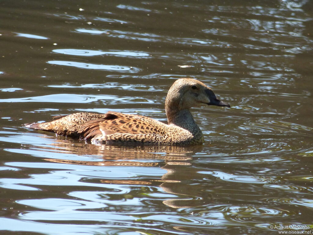 King Eider female