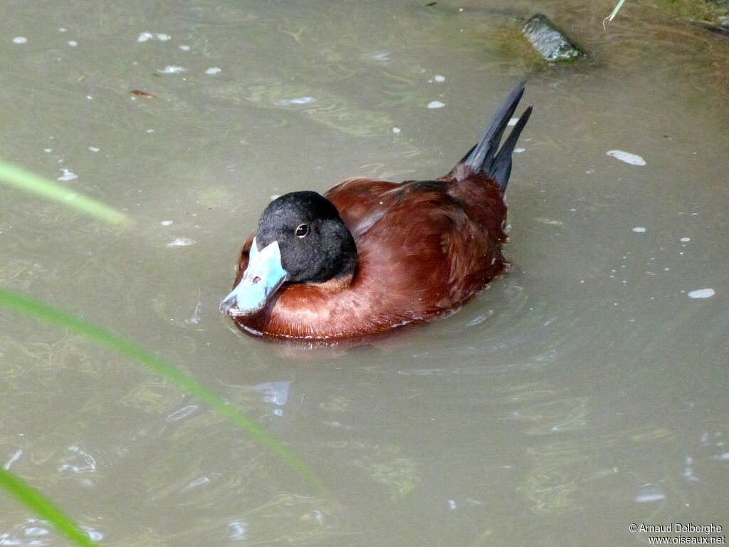 Maccoa Duck