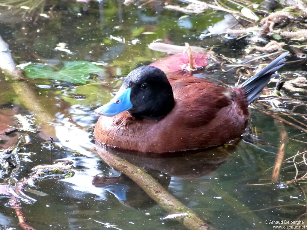 Lake Duck