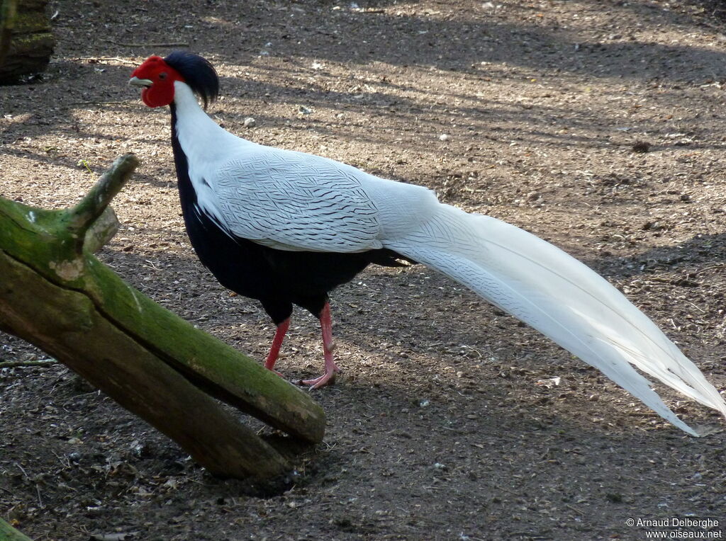 Silver Pheasant