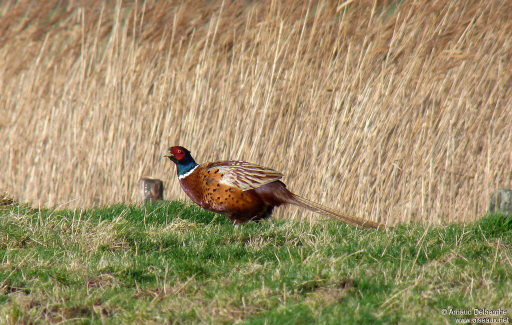 Common Pheasant