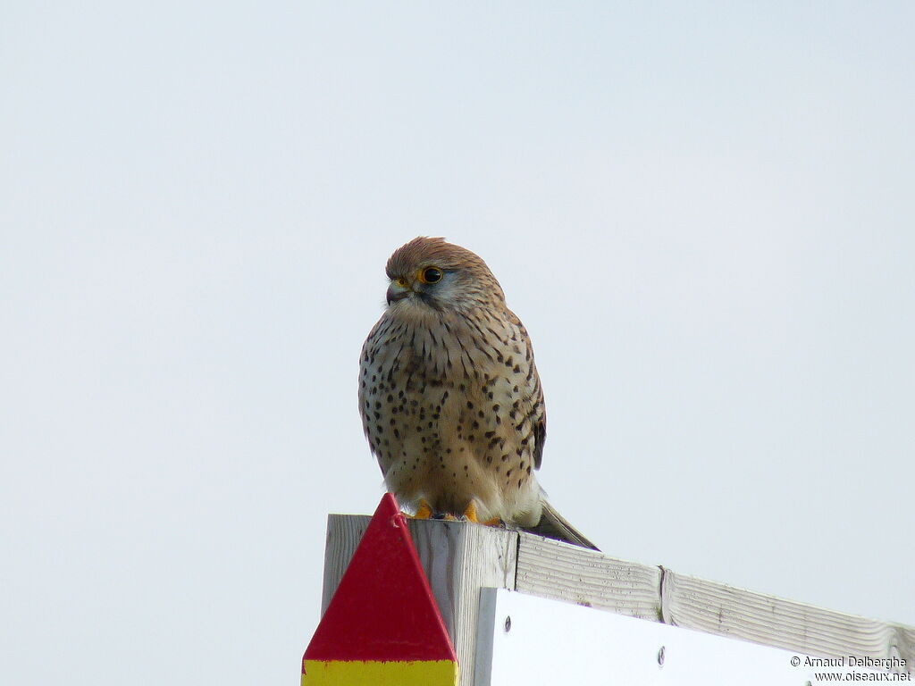 Common Kestrel