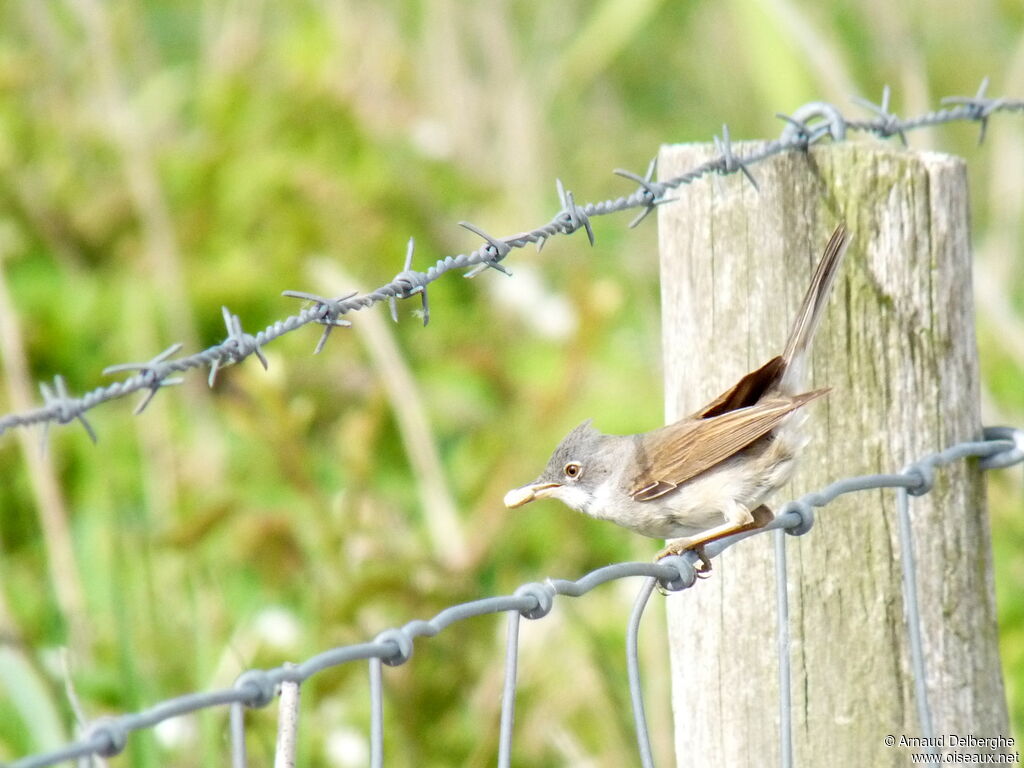 Common Whitethroat