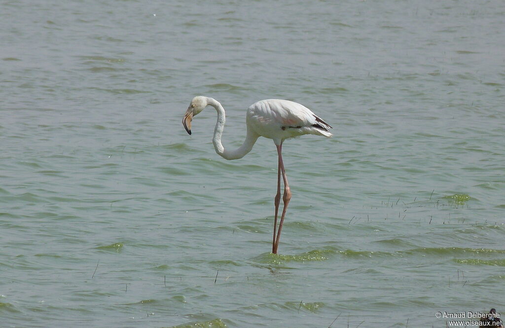 Flamant rose
