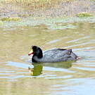 Foulque géante
