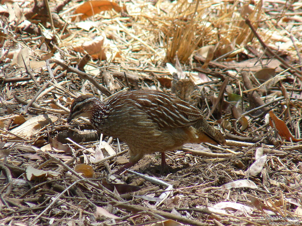 Francolin huppé
