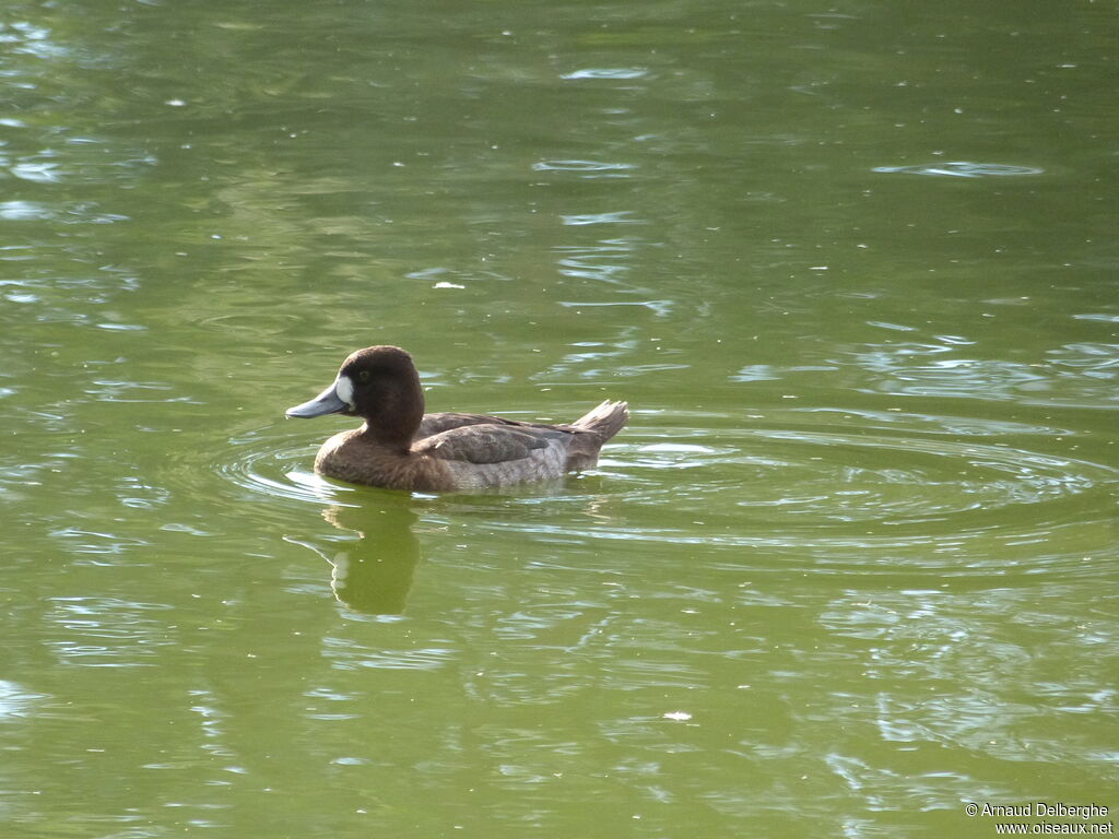 Lesser Scaup female