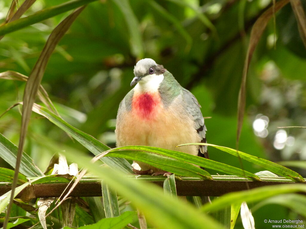 Luzon Bleeding-heart