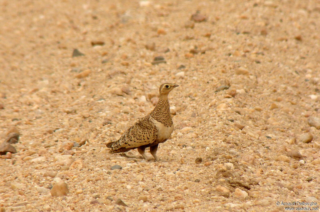 Black-faced Sandgrouse female