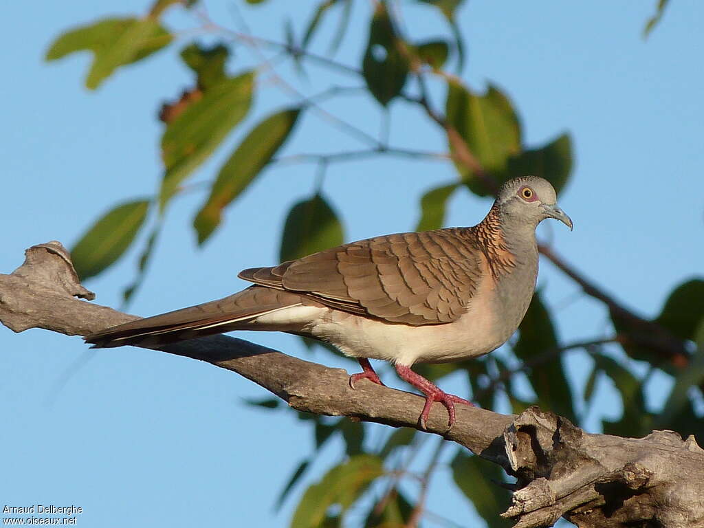 Bar-shouldered Doveadult, identification