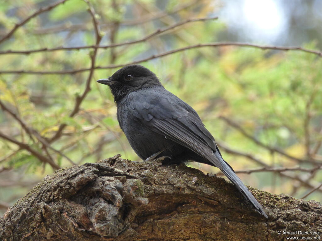 Northern Black Flycatcher