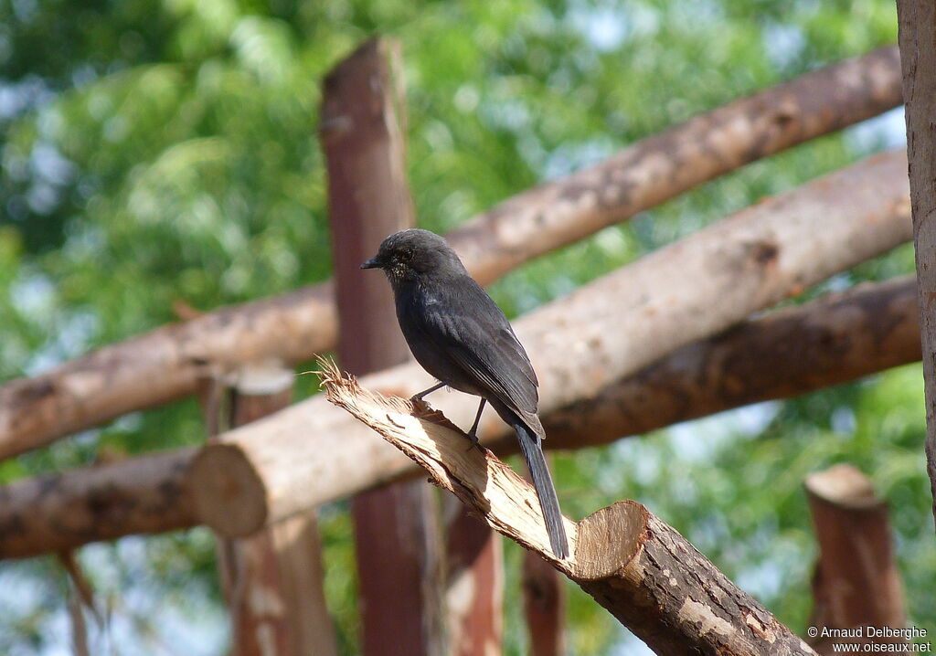 Northern Black Flycatcher