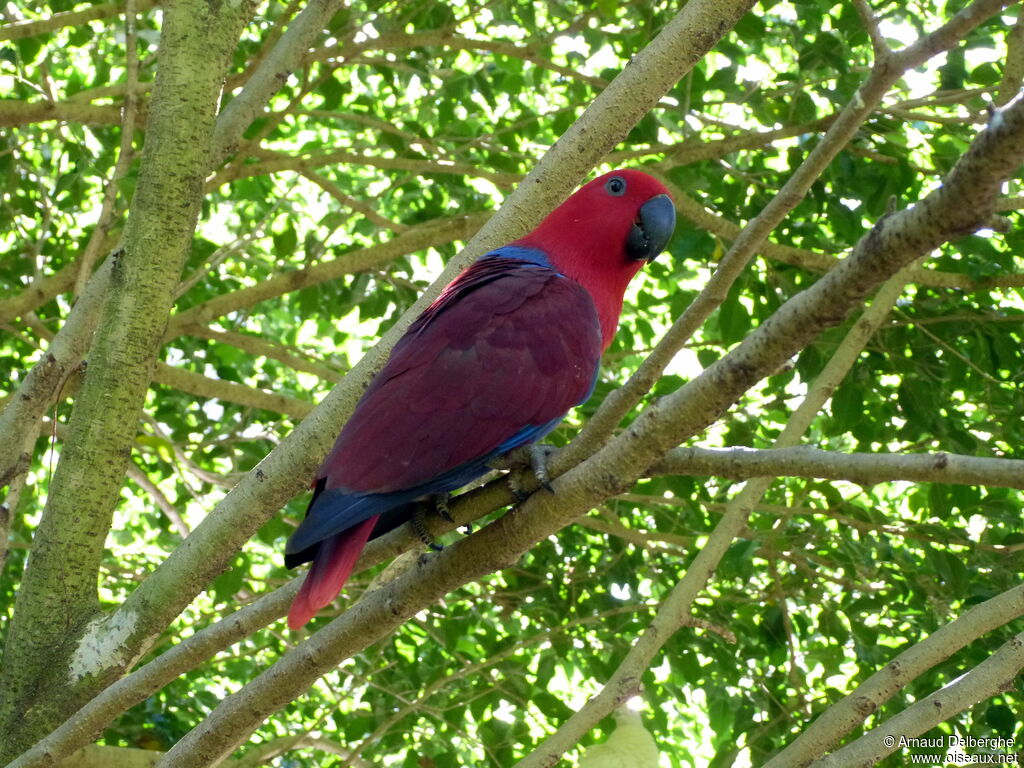 Moluccan Eclectus female adult, identification