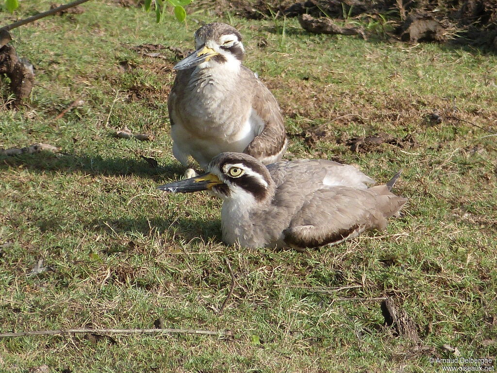 Great Stone-curlew