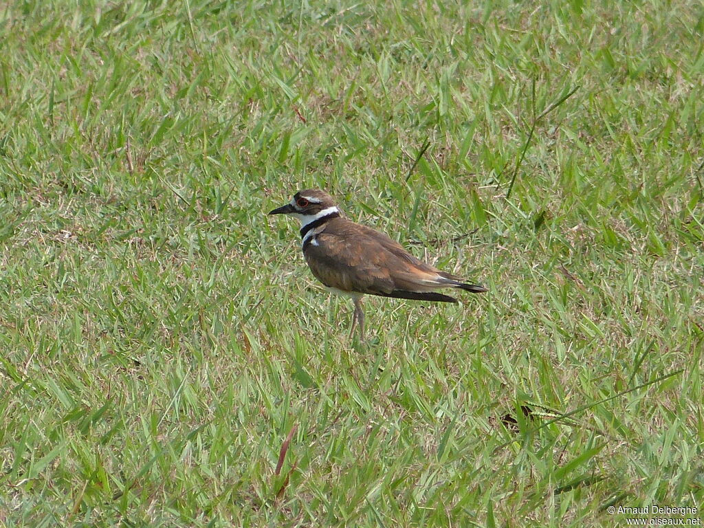 Killdeer