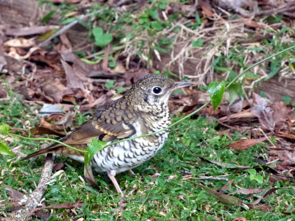 Russet-tailed Thrush