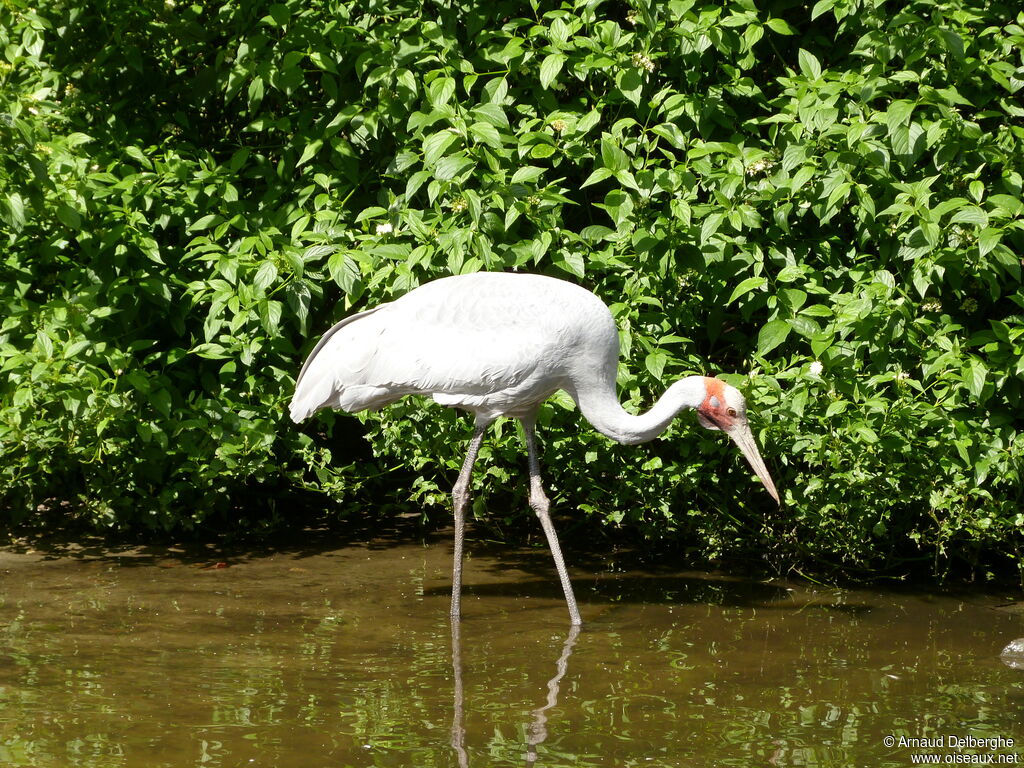 Grue brolga