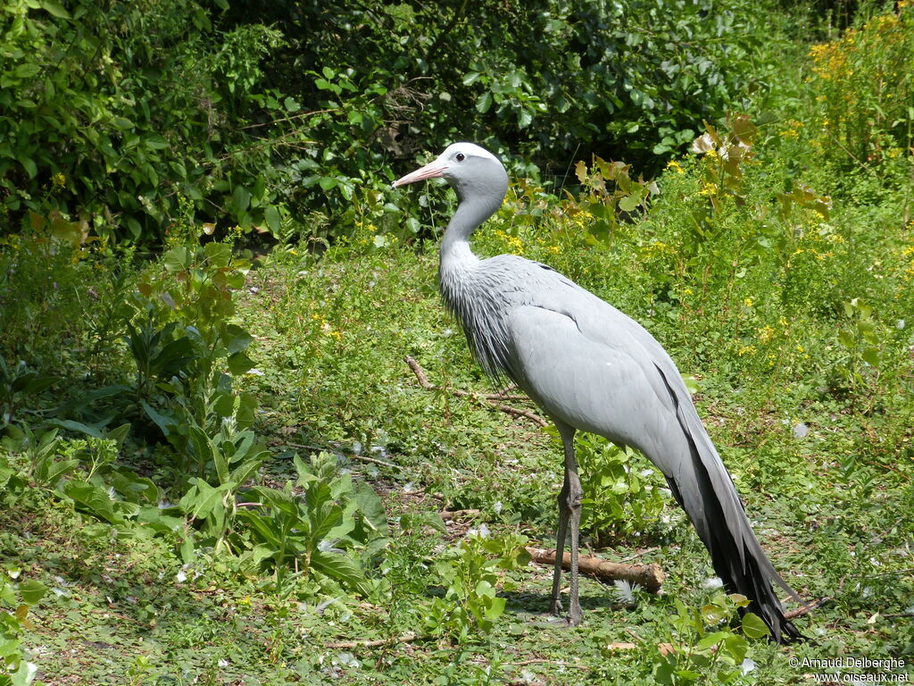 Grue de paradis