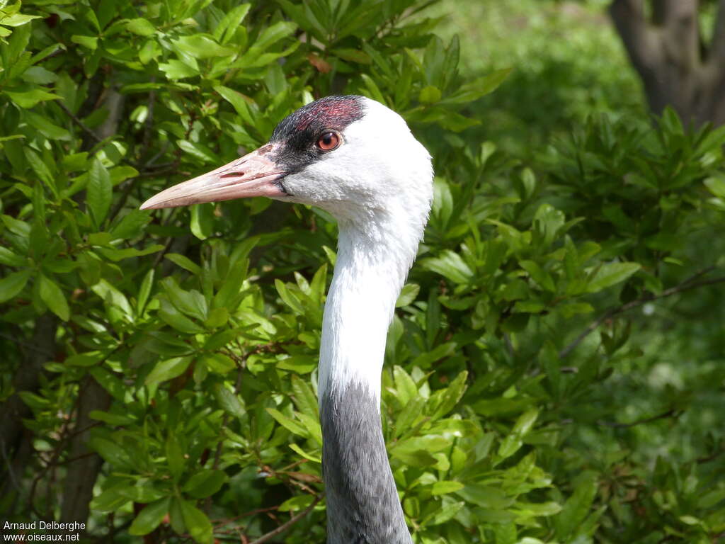 Grue moine, portrait